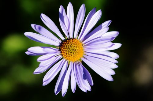 flower blue nature