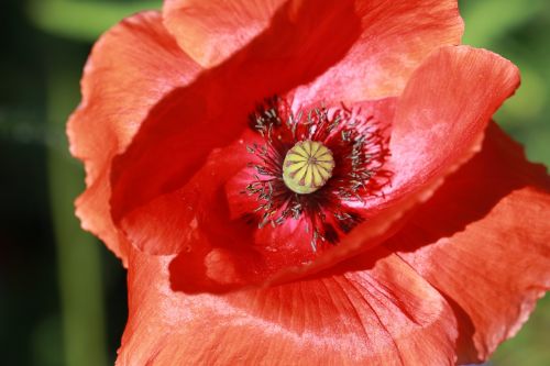 flower poppy blossom