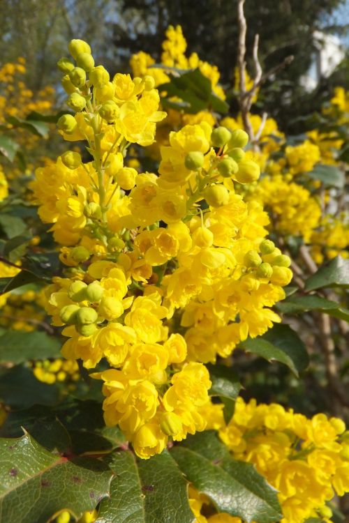 flower yellow nature