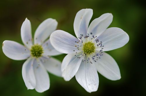 flower white nature