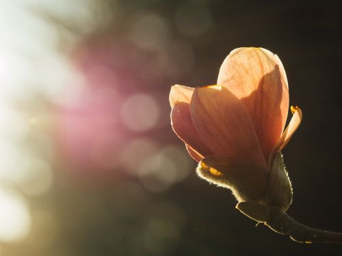 flower fresh sprout