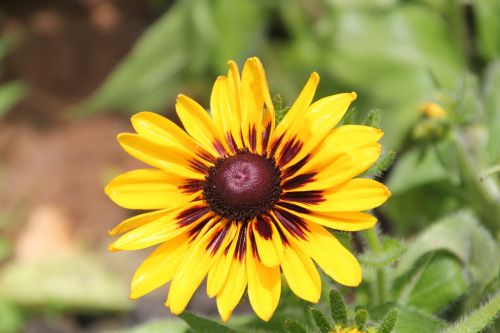 flower black-eyed susan yellow