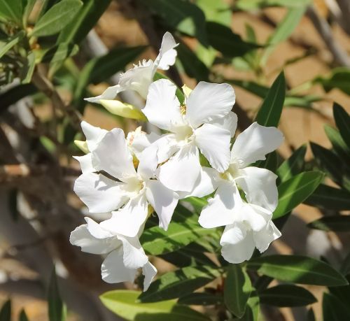 flower white flowers