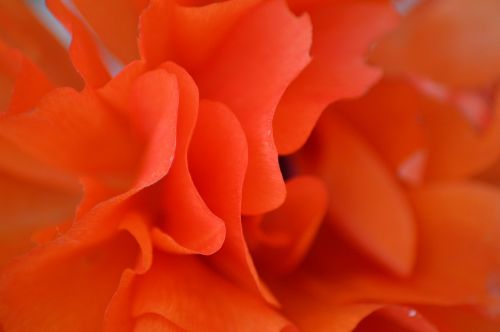 flower orange petals