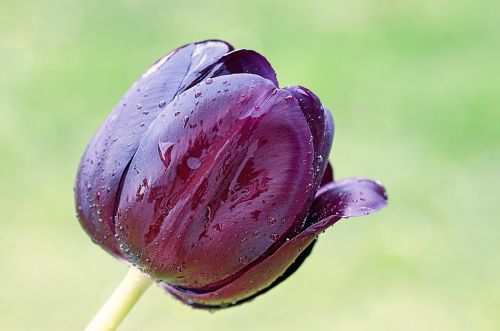 flower tulip spring