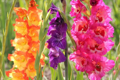 flower meadow orange