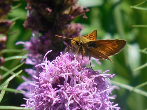 flower butterfly nature