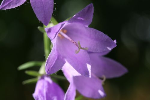 flower macro close