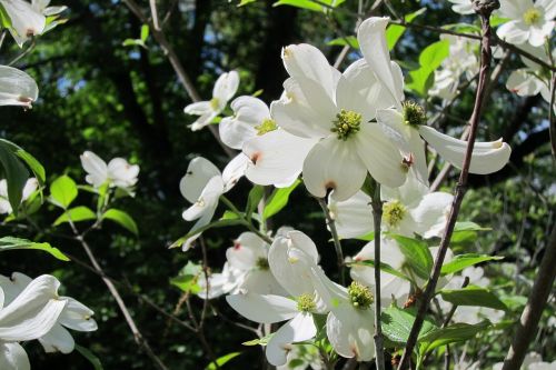 flower dogwood white
