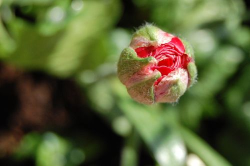 flower bud red