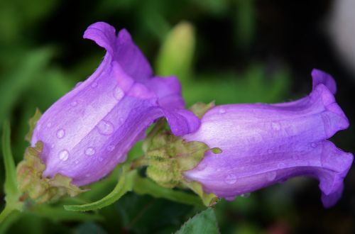 flower purple floral