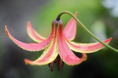 flower red water