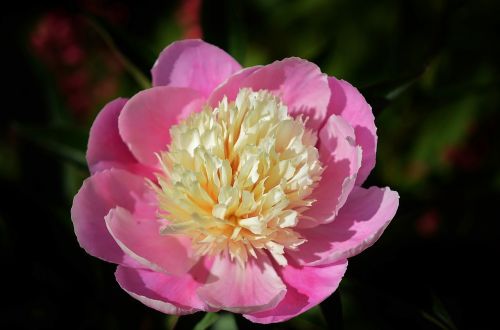 flower pink floral