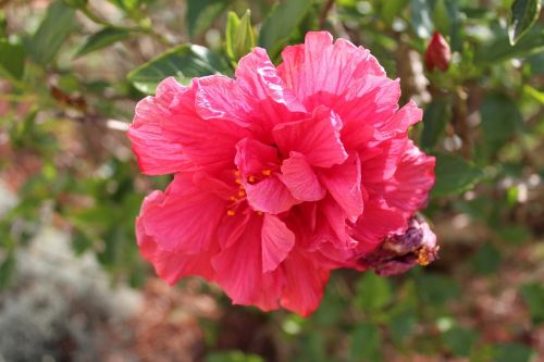 flower plant pink