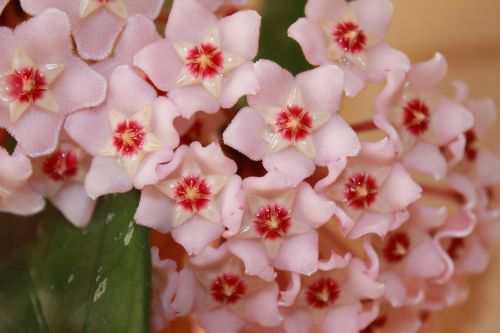 flower pink hoya