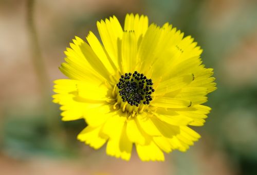 flower yellow plant