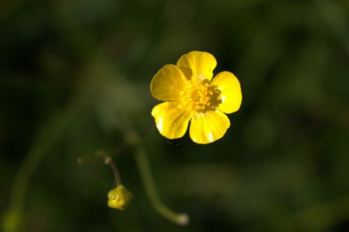 flower yellow close