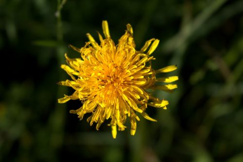 flower yellow close