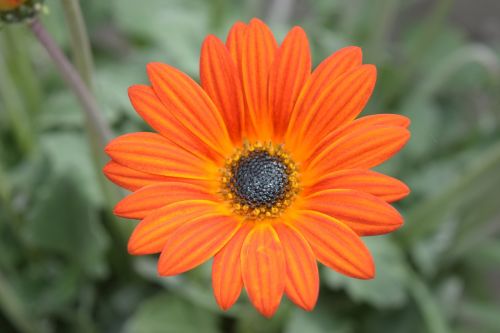 flower nature orange