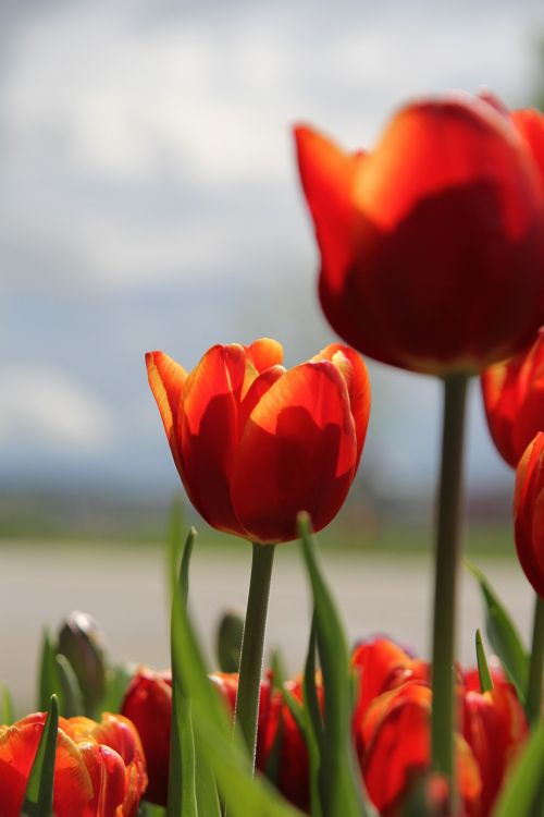 flower tulip red