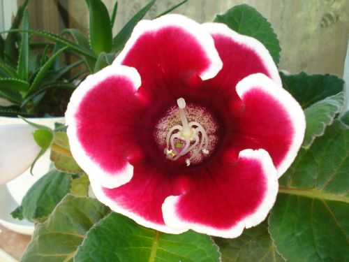flower gloxinia red