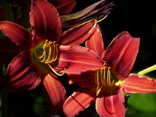 flower red lily