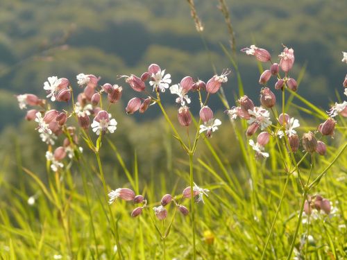 flower plant blossom