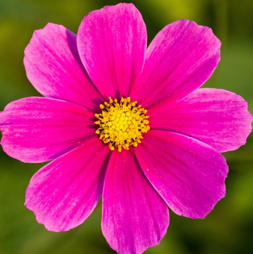 flower pink macro