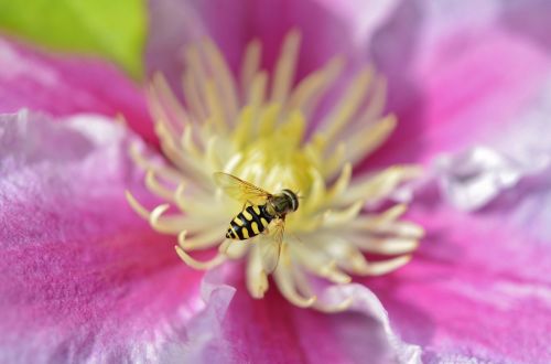 flower pink nature