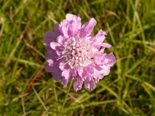 flower plant blossom