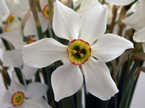 flower white lent lilly