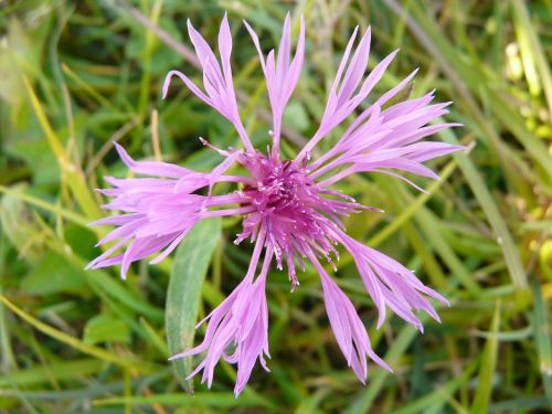 flower plant blossom