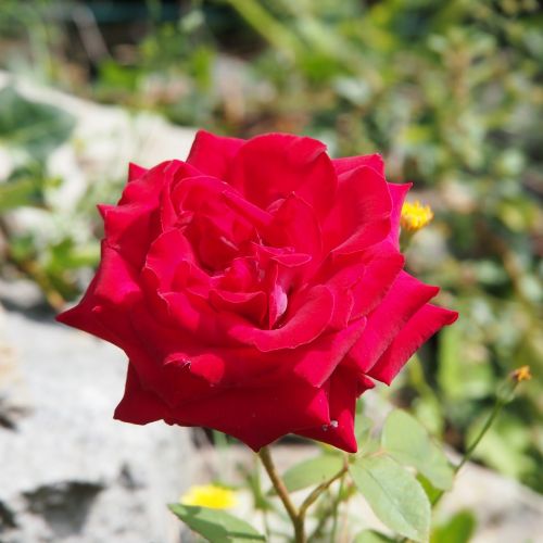 flower red rose garden