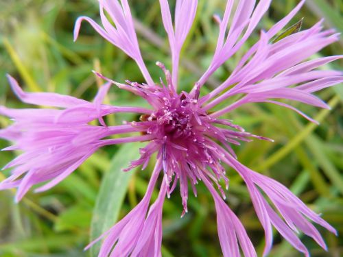 flower plant blossom