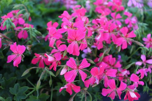 flower nature plant