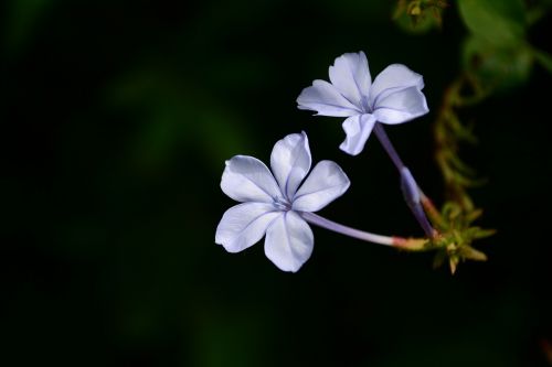 flower lavender nature