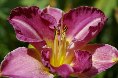 flower daylily lily
