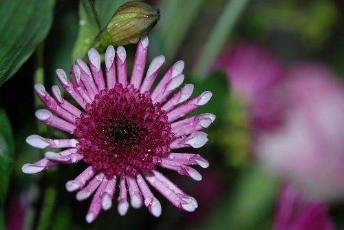 flower colour lilac