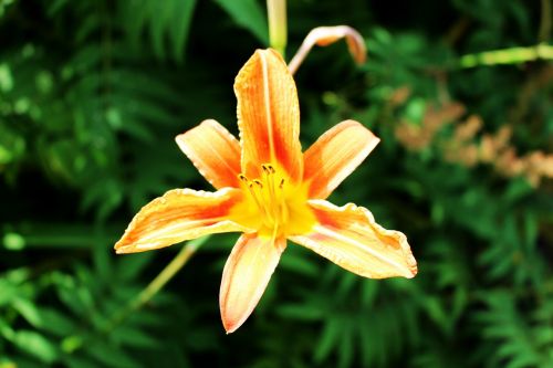 flower lilies orange