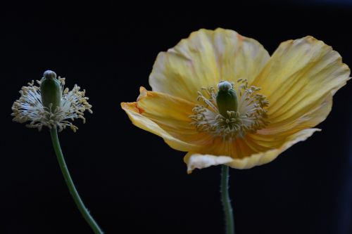 flower yellow plant