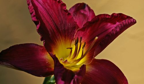 flower daylily lily