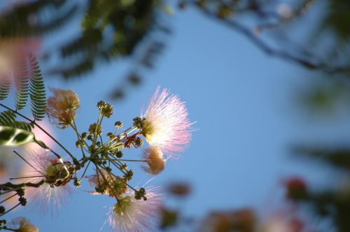 flower pink sky