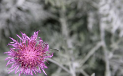 flower bloom pink