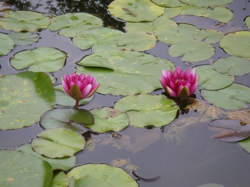 flower lotus pond