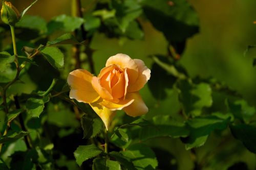 flower rose orange