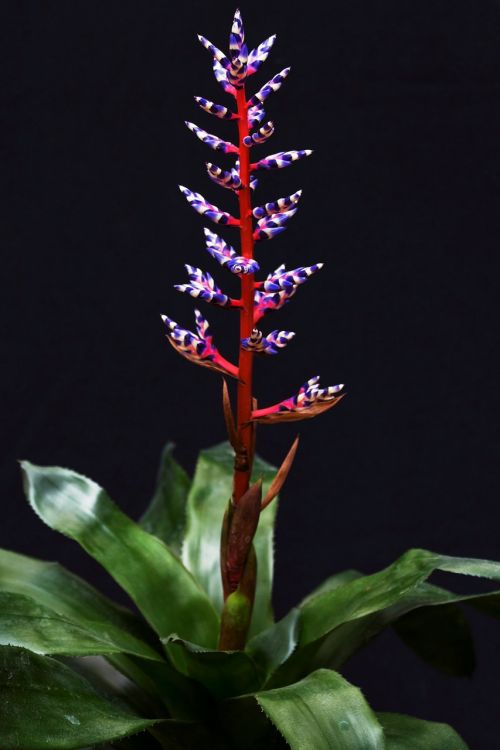 flower plant bromeliad