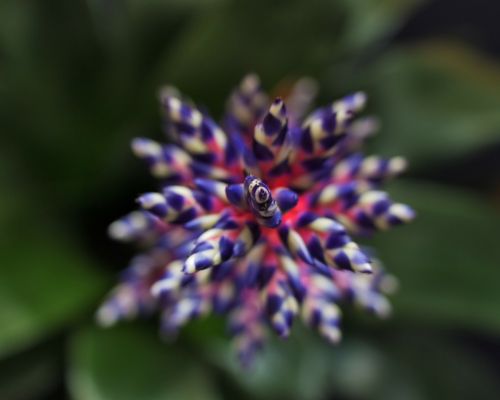 flower plant bromeliad