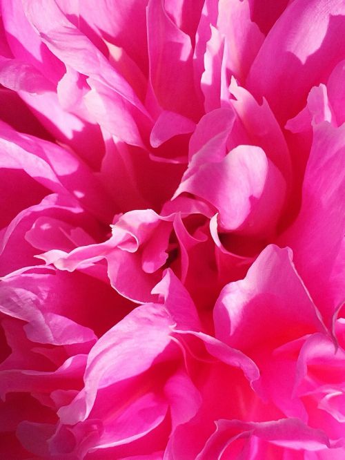 flower peony pink