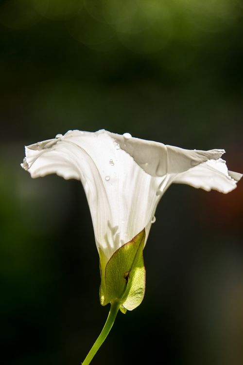 flower bindweed light