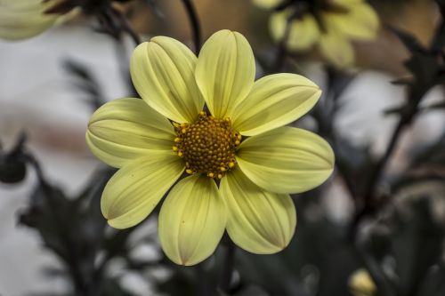 flower dahlia garden